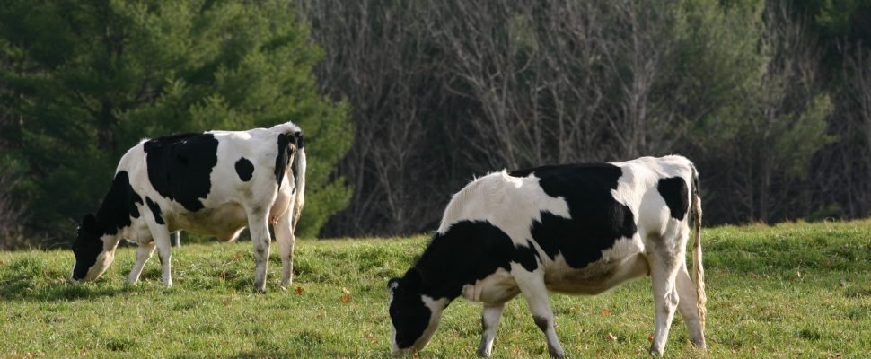 Two_cattle_near_Wantastiquet_Mountain